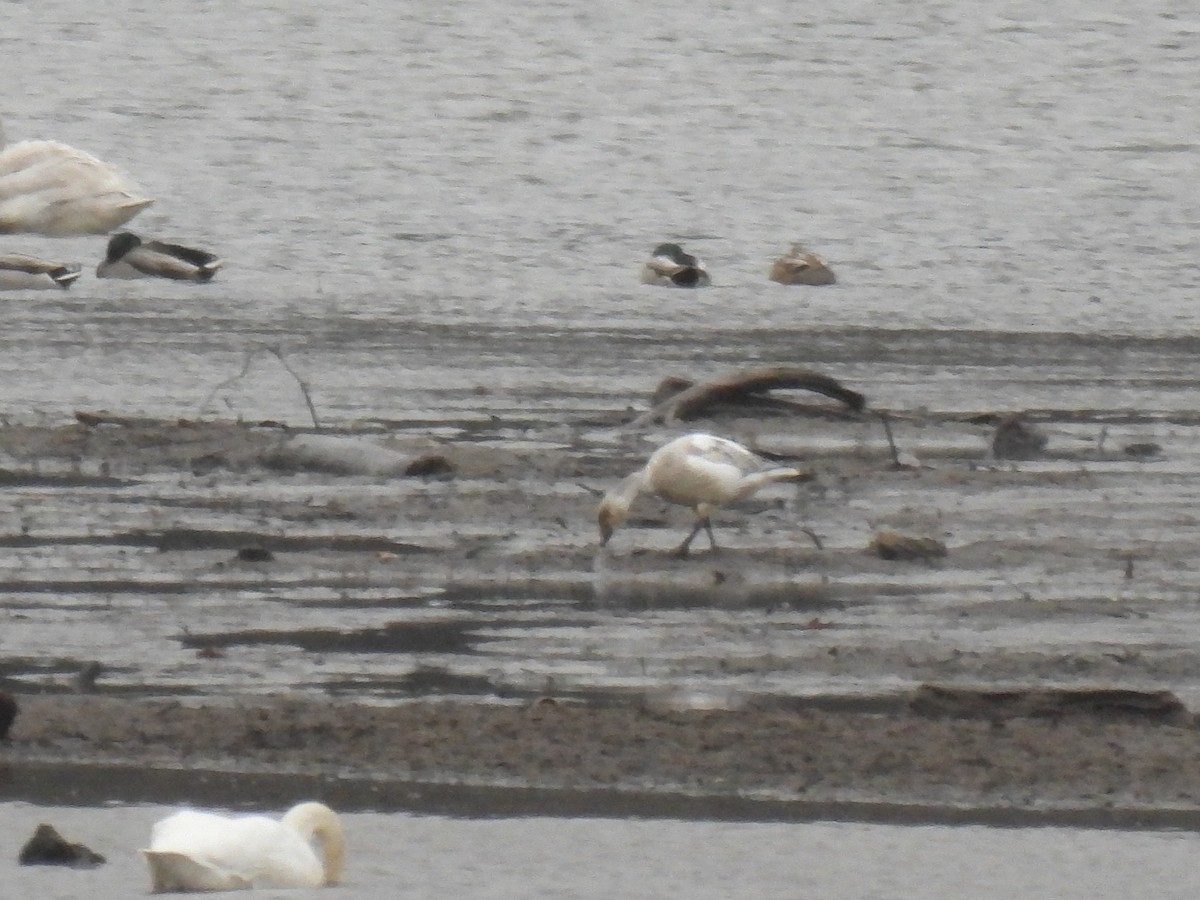 Schneegans - ML646730118