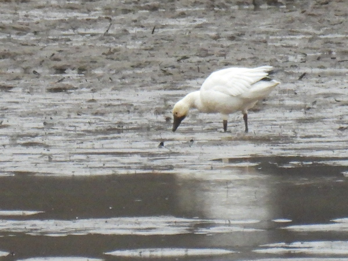 Schneegans - ML646730119