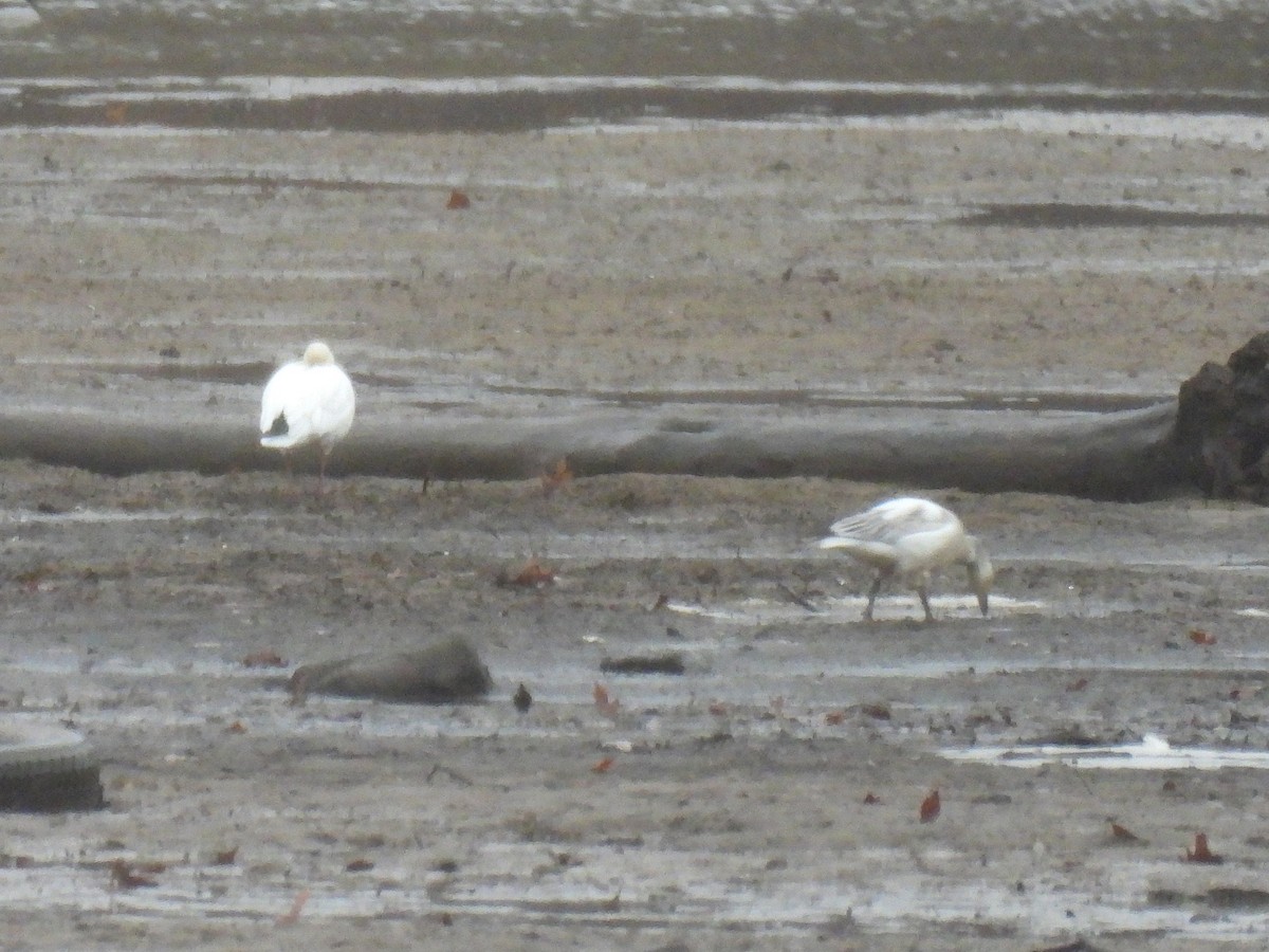 Schneegans - ML646730120