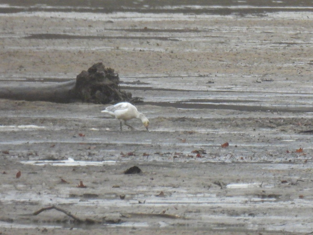 Schneegans - ML646730122