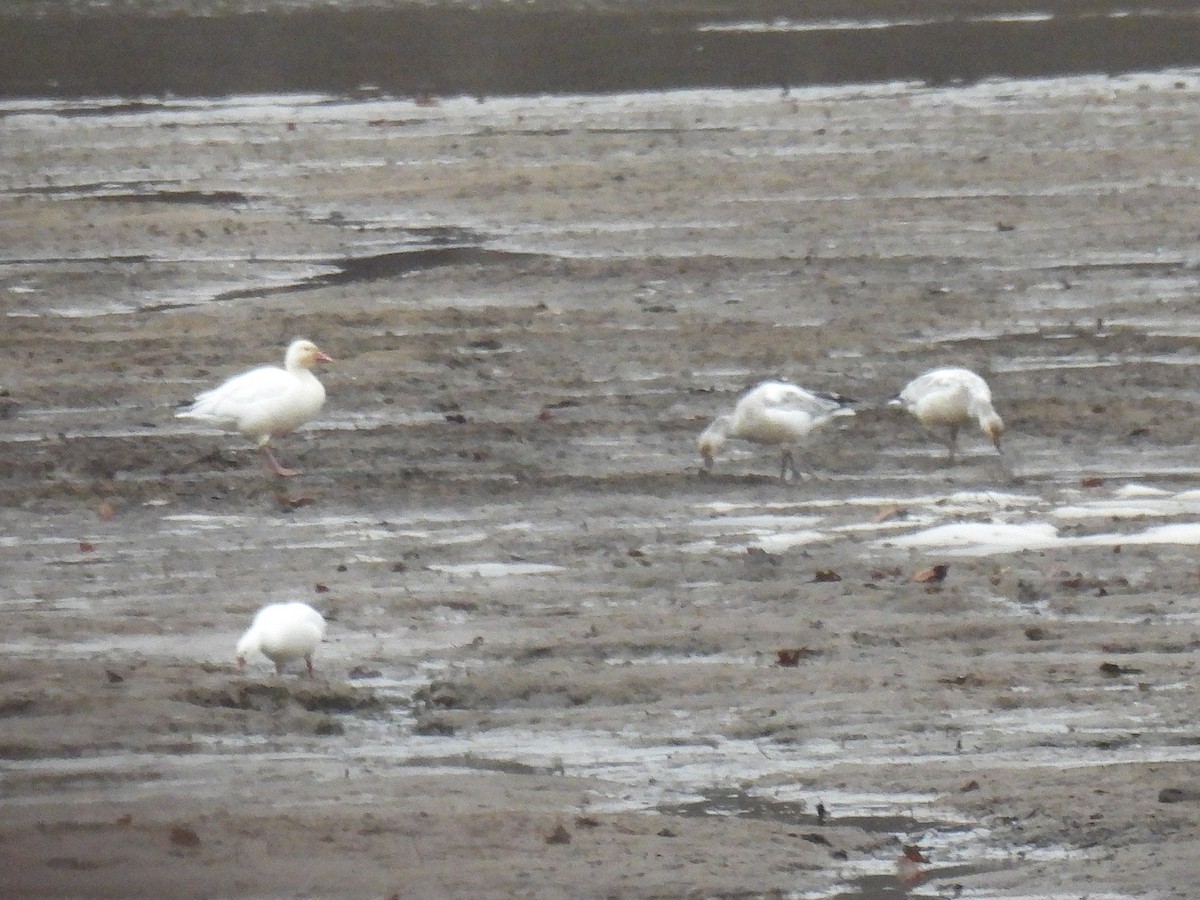 Schneegans - ML646730123