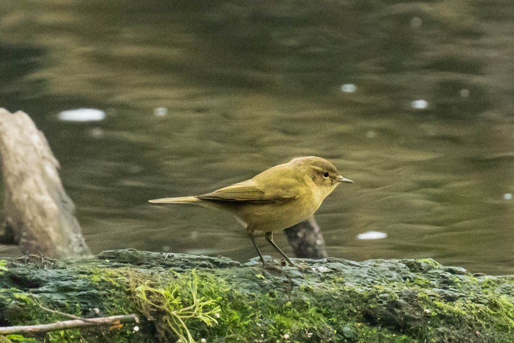Вівчарик-ковалик - ML646730125