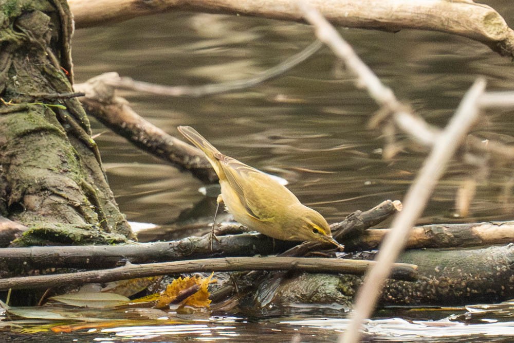Вівчарик-ковалик - ML646730126