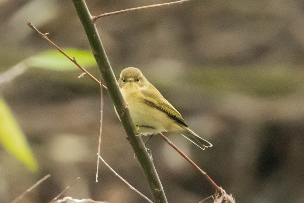 Вівчарик-ковалик - ML646730127