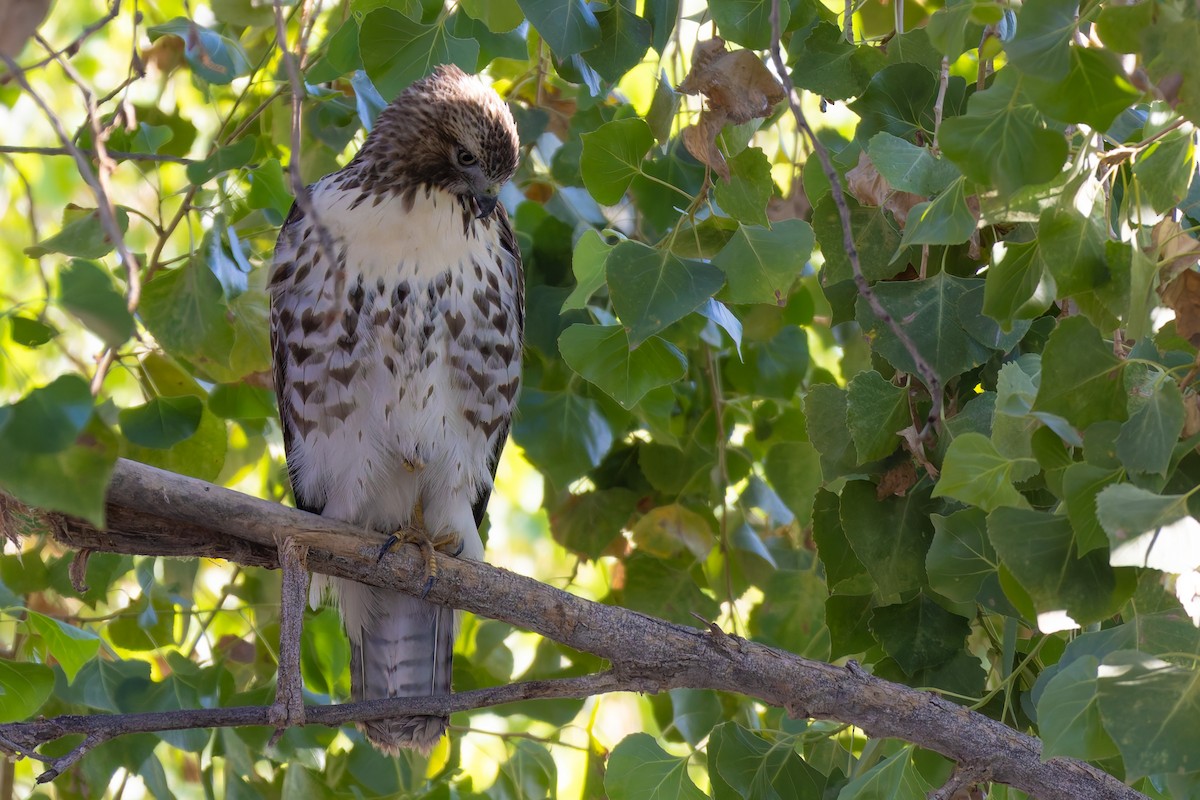 Канюк неоарктичний - ML646730128