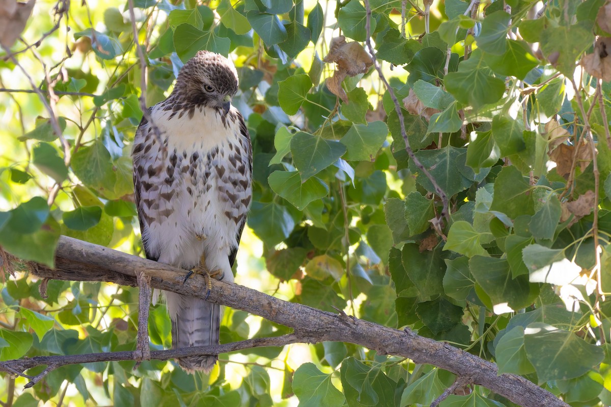 Канюк неоарктичний - ML646730129