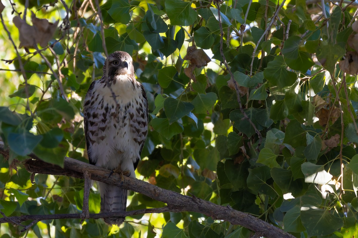 Канюк неоарктичний - ML646730130