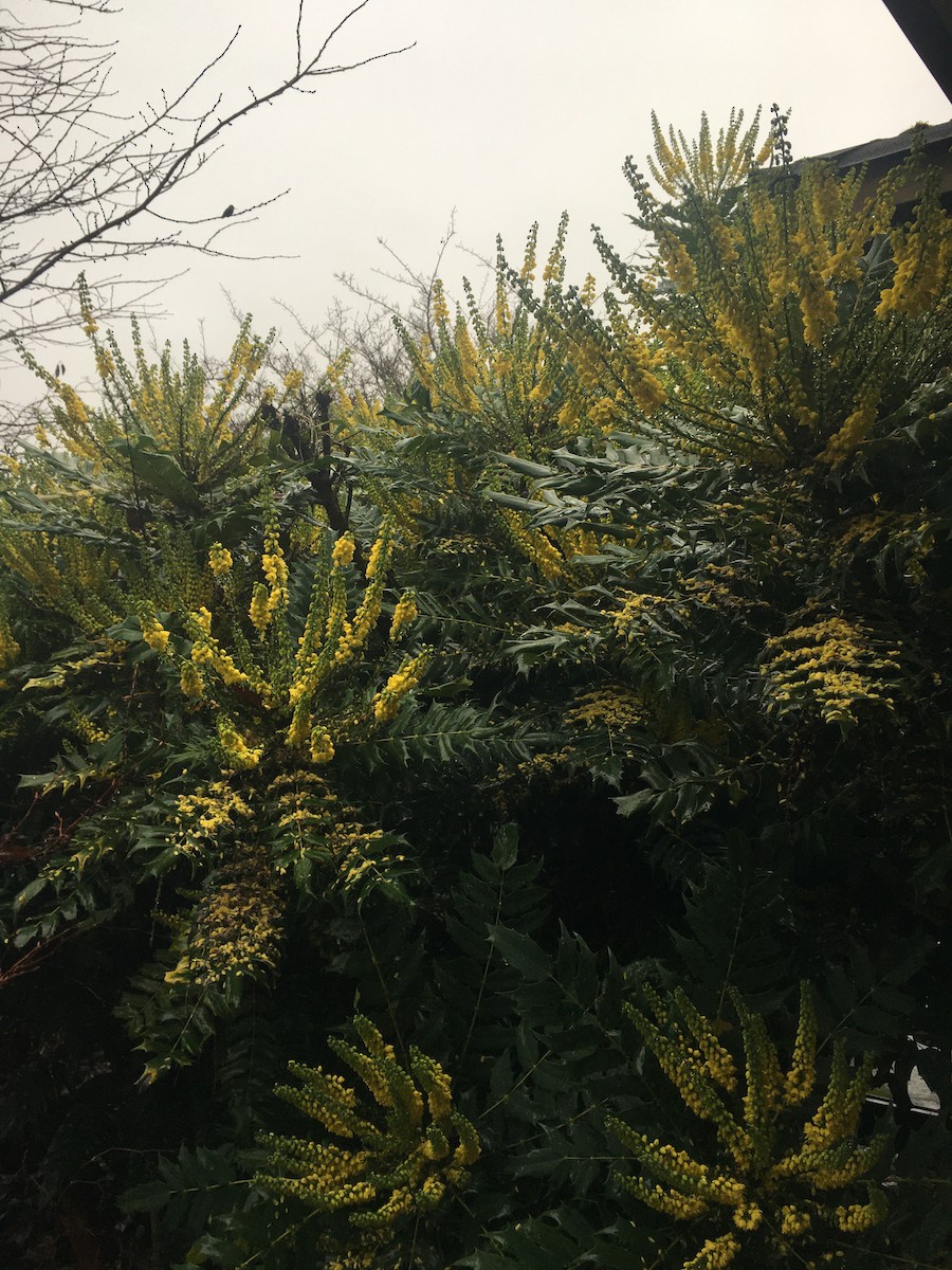 kalypta růžovohlavá - ML646730131