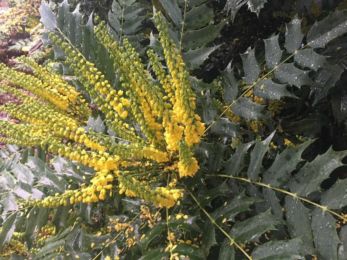 kalypta růžovohlavá - ML646730132