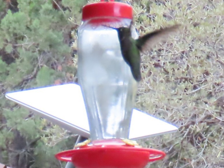 Anna Kolibrisi - ML646730136