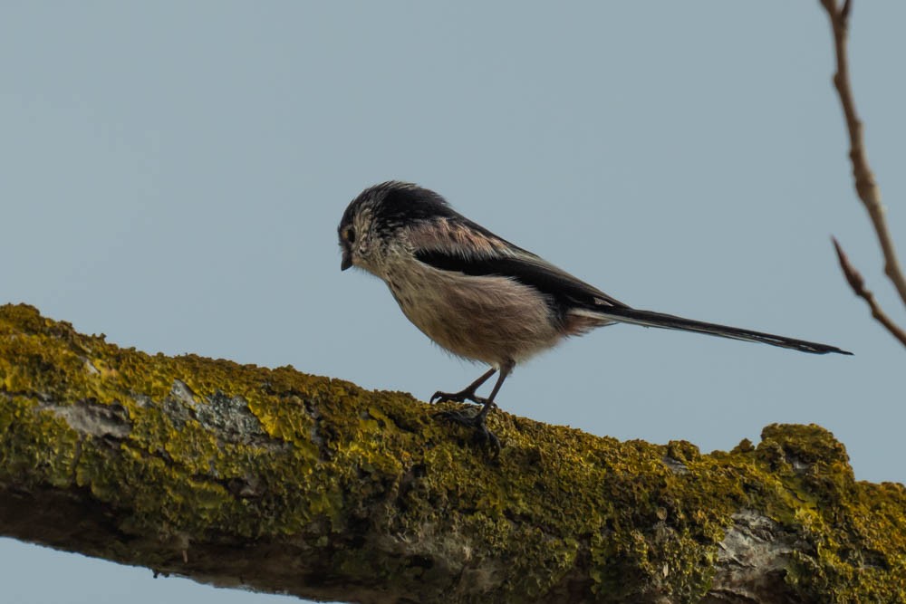 Синиця довгохвоста - ML646730137