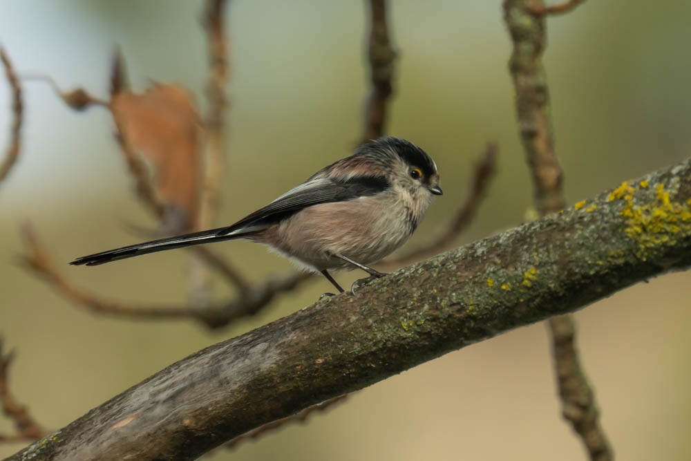 Синиця довгохвоста - ML646730138