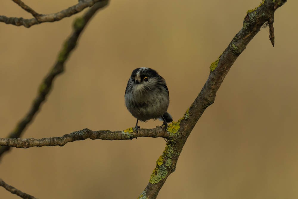 Синиця довгохвоста - ML646730139