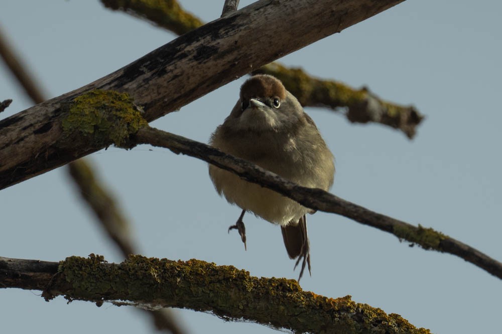 Кропив'янка чорноголова - ML646730140