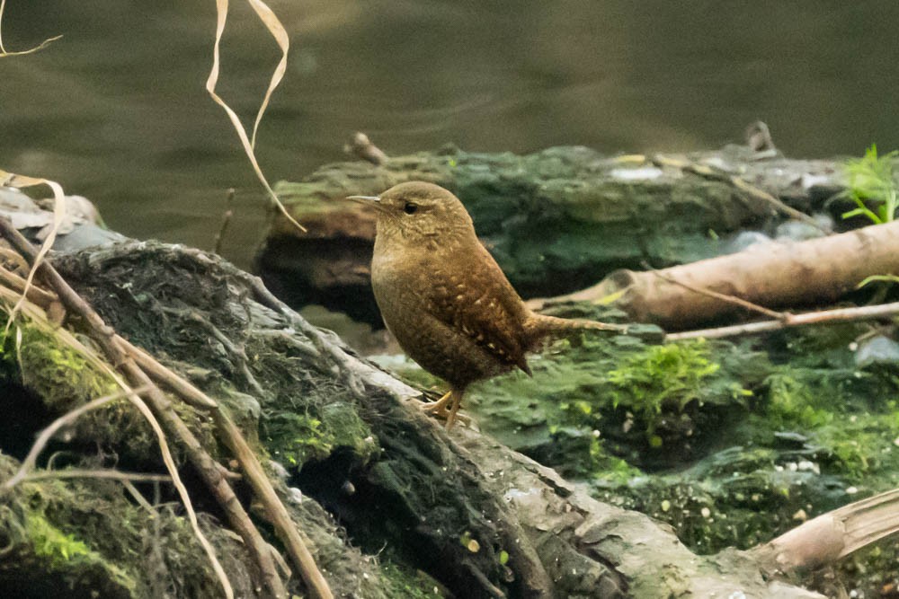 Волове очко - ML646730142