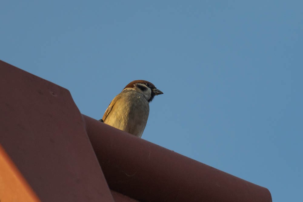 Горобець польовий - ML646730148