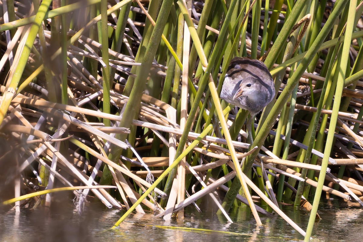 slípka americká - ML646730150