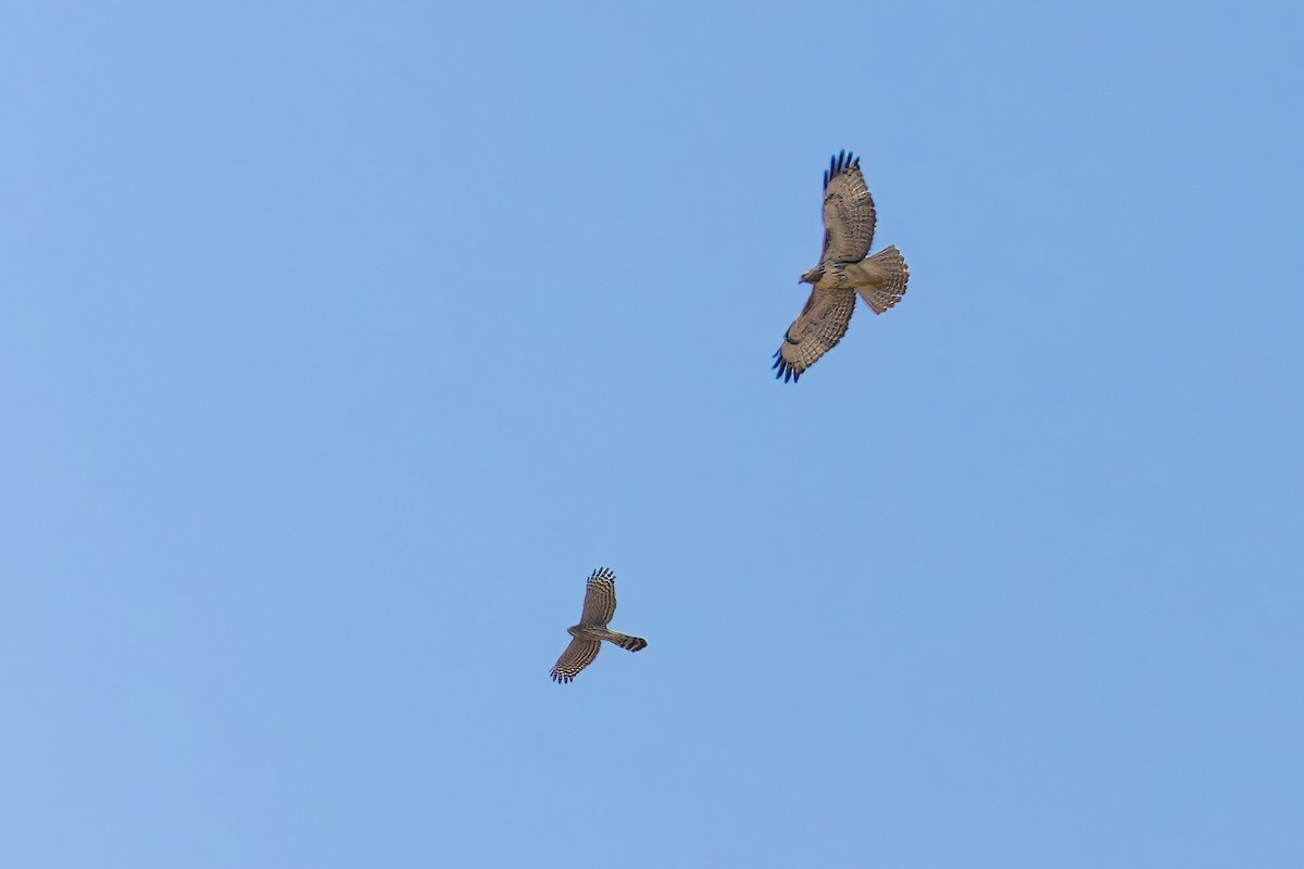 Яструб чорноголовий - ML646730152