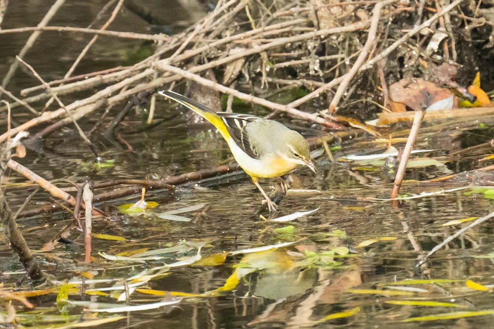 Плиска гірська - ML646730153