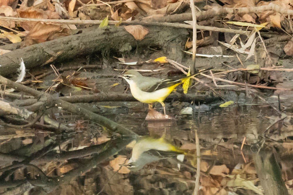 Плиска гірська - ML646730154