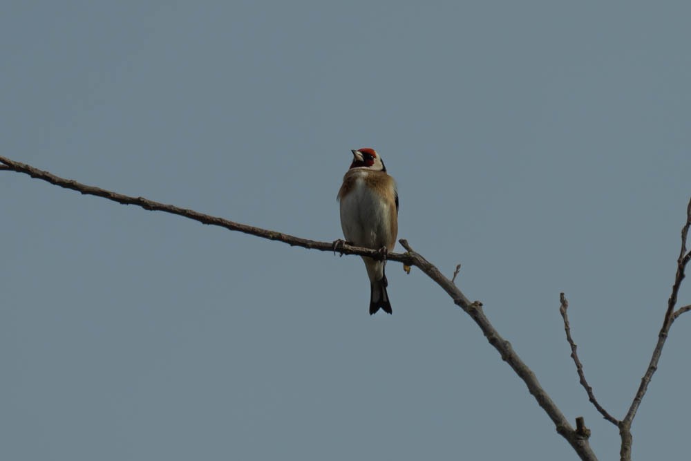 Щиглик звичайний - ML646730156