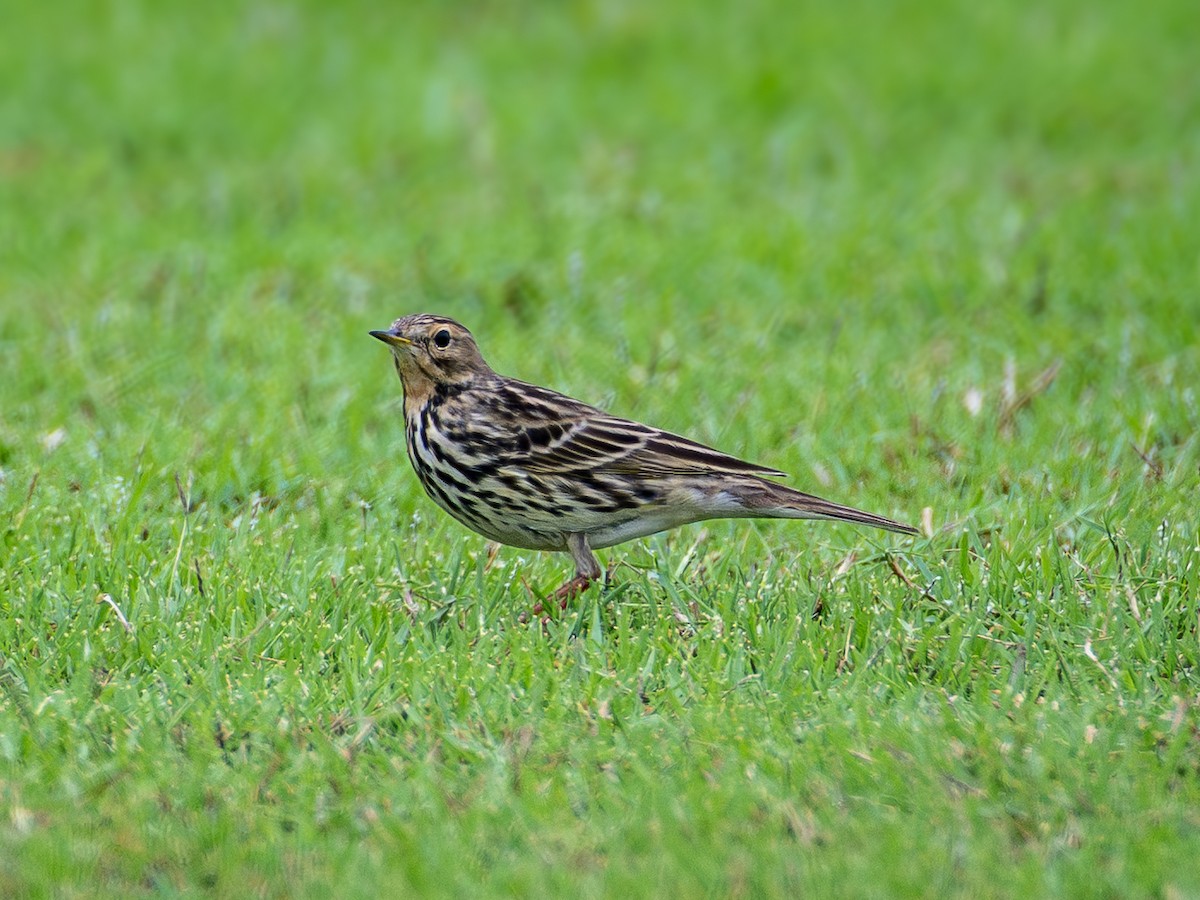 Bisbita Gorjirrojo - ML646730157