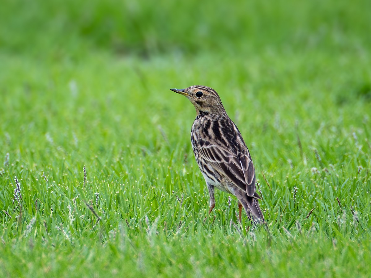 Bisbita Gorjirrojo - ML646730158