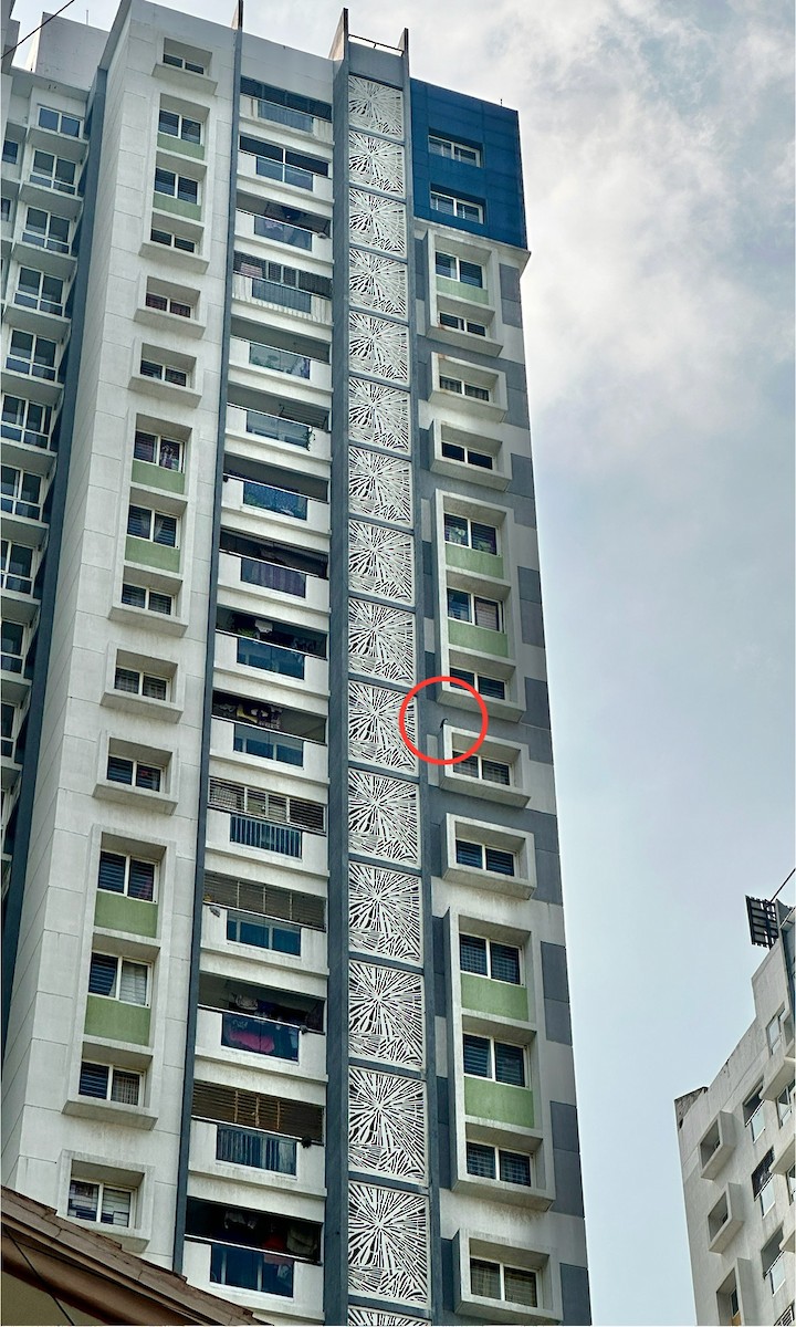 Wanderfalke - ML646730160