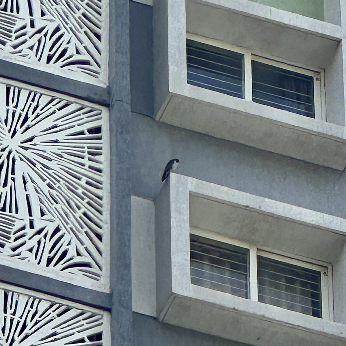 Wanderfalke - ML646730161