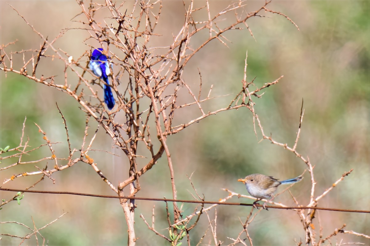White-winged Fairywren (Blue-and-white) - ML646730162