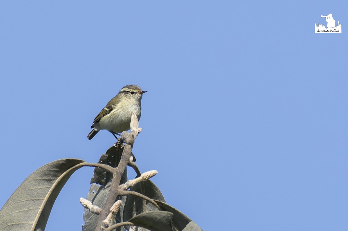 Yellow-browed Warbler - ML646730167