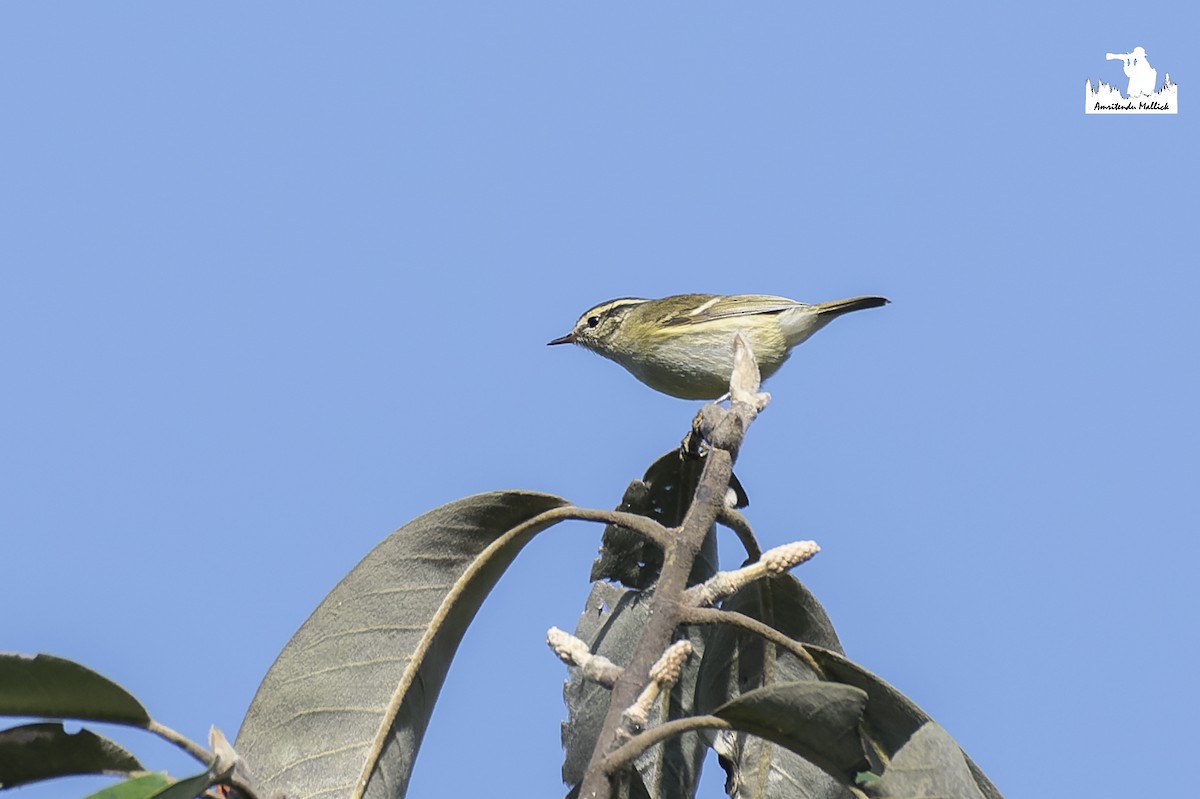 Yellow-browed Warbler - ML646730168