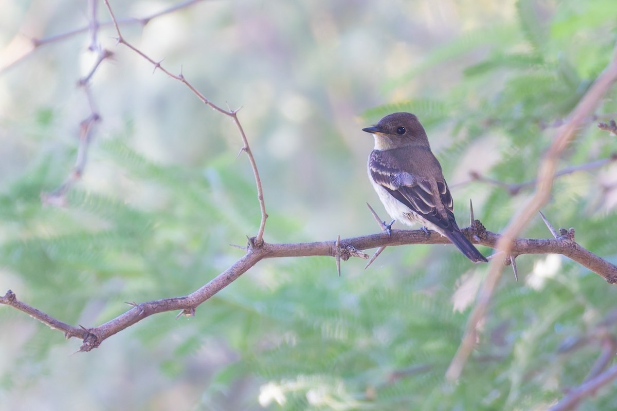 Western Wood-Pewee - ML646730169