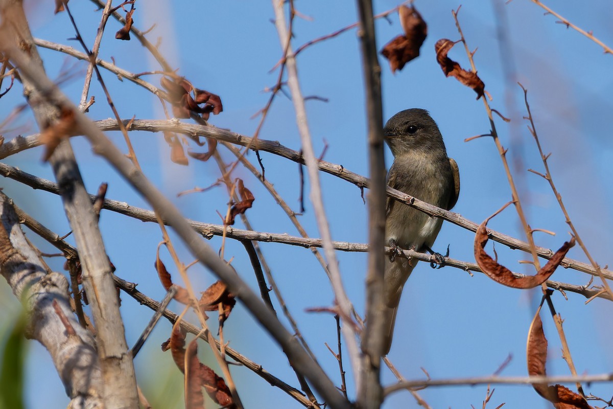 Western Wood-Pewee - ML646730170