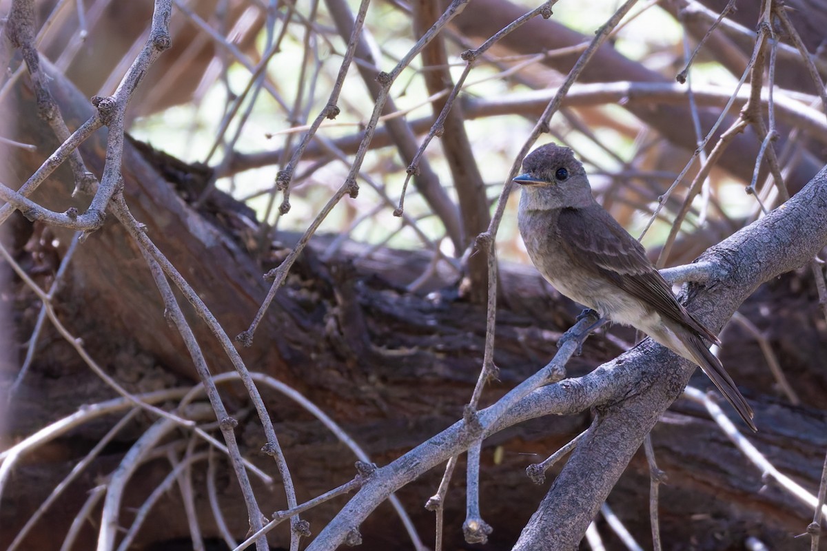 Western Wood-Pewee - ML646730171