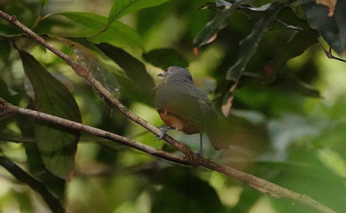 Bower Islıkçıardıcı - ML646730177