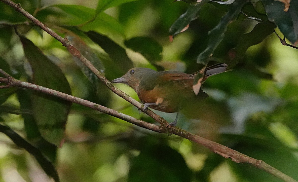 Bower Islıkçıardıcı - ML646730178