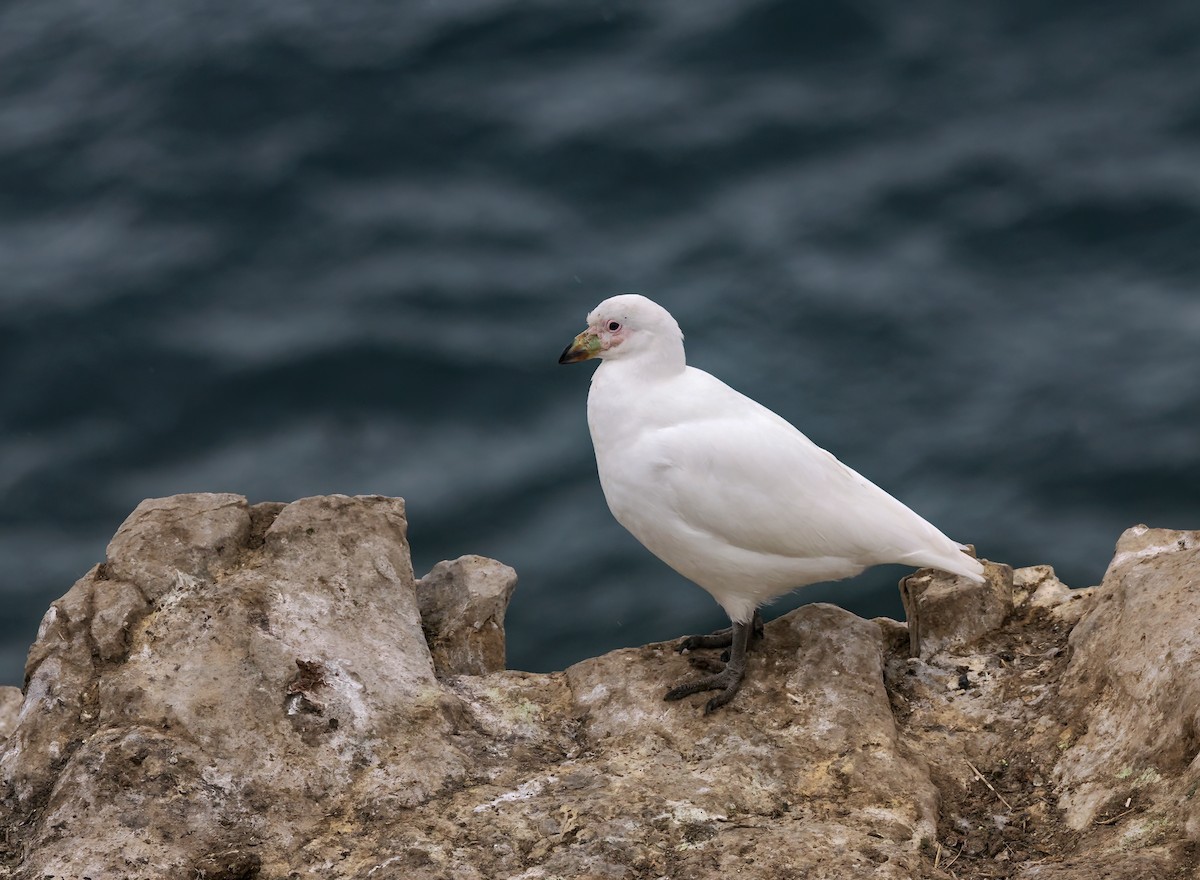 Chionis blanc - ML646730180