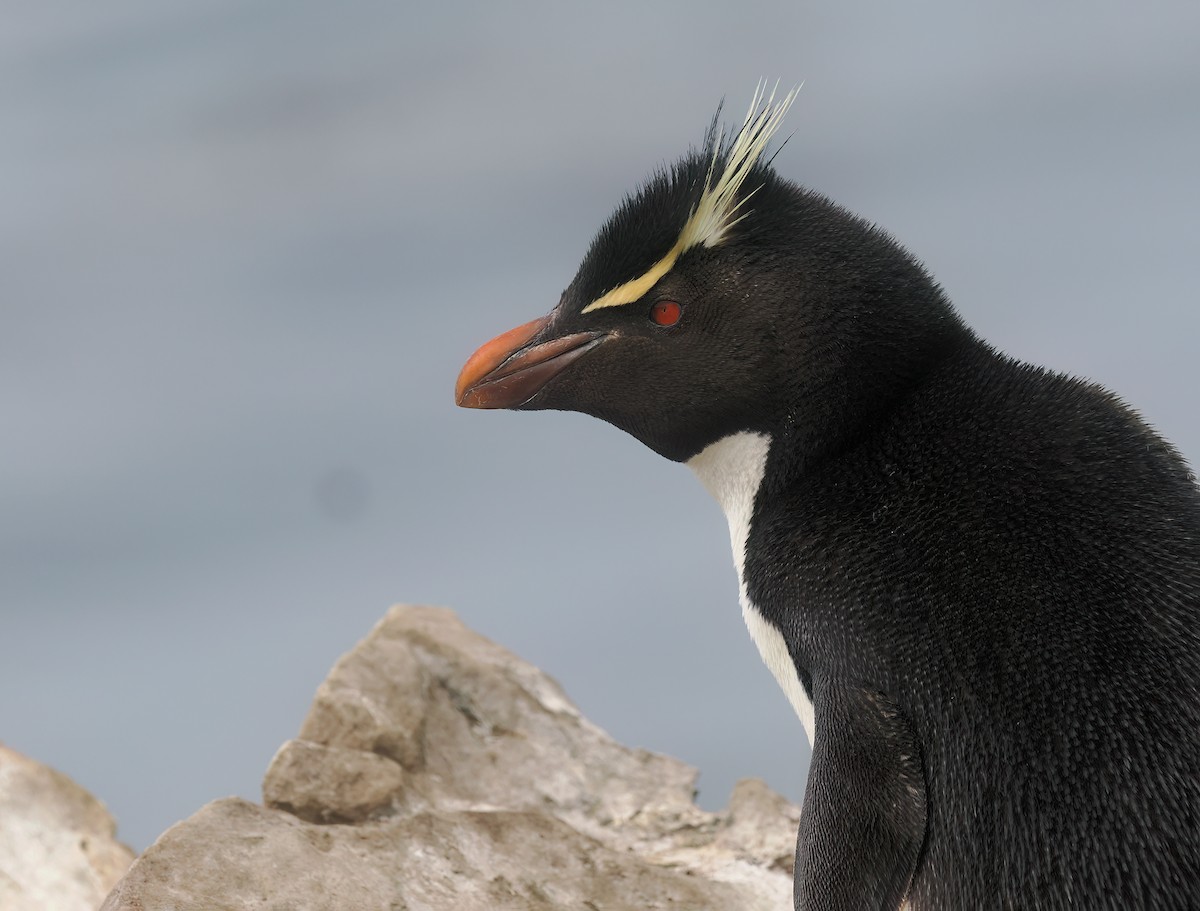 Gorfou sauteur - ML646730183