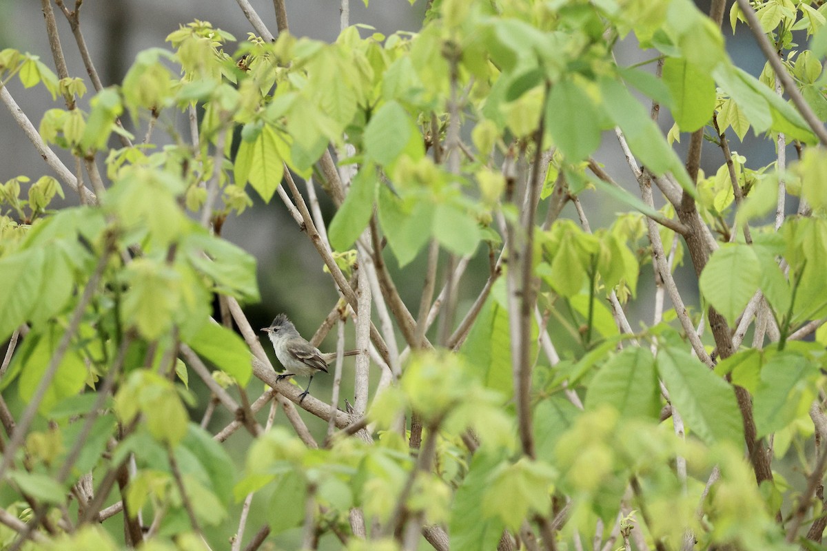 sørglattyrannulett - ML646730184