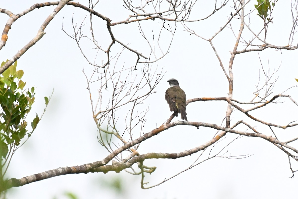 svoveltyrann - ML646730185