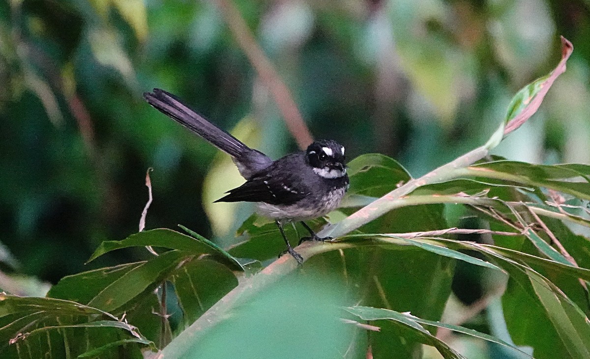 Gri Katmerkuyruk (keasti) - ML646730186