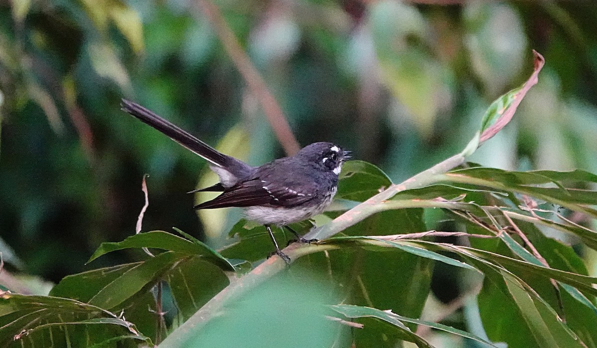 Gri Katmerkuyruk (keasti) - ML646730187