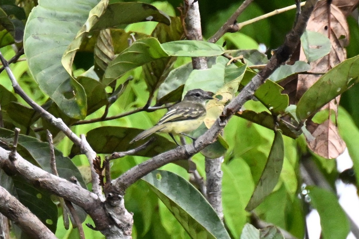 skogelenia - ML646730188