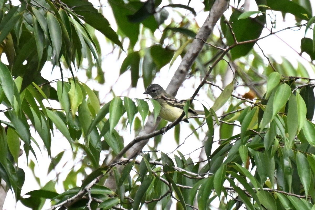 skogelenia - ML646730189