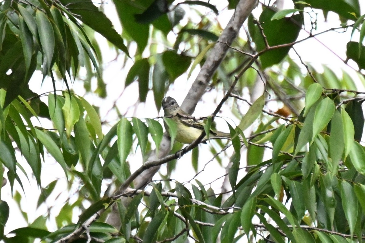 skogelenia - ML646730190