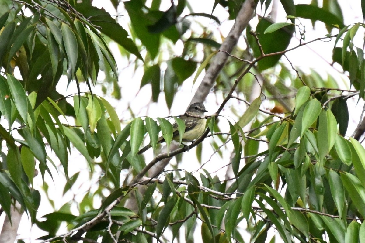 skogelenia - ML646730191