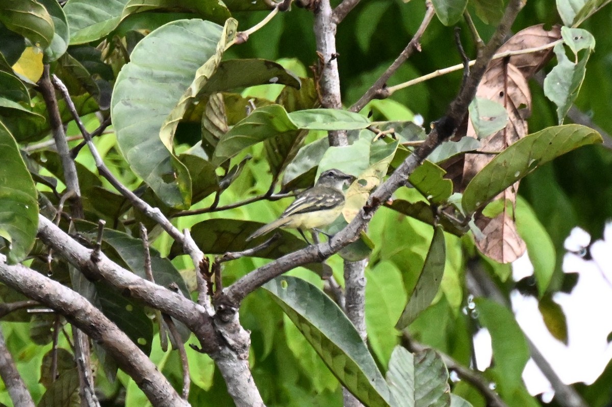 skogelenia - ML646730192