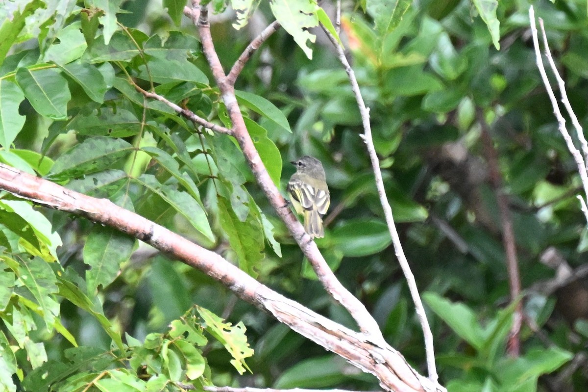 skogelenia - ML646730193