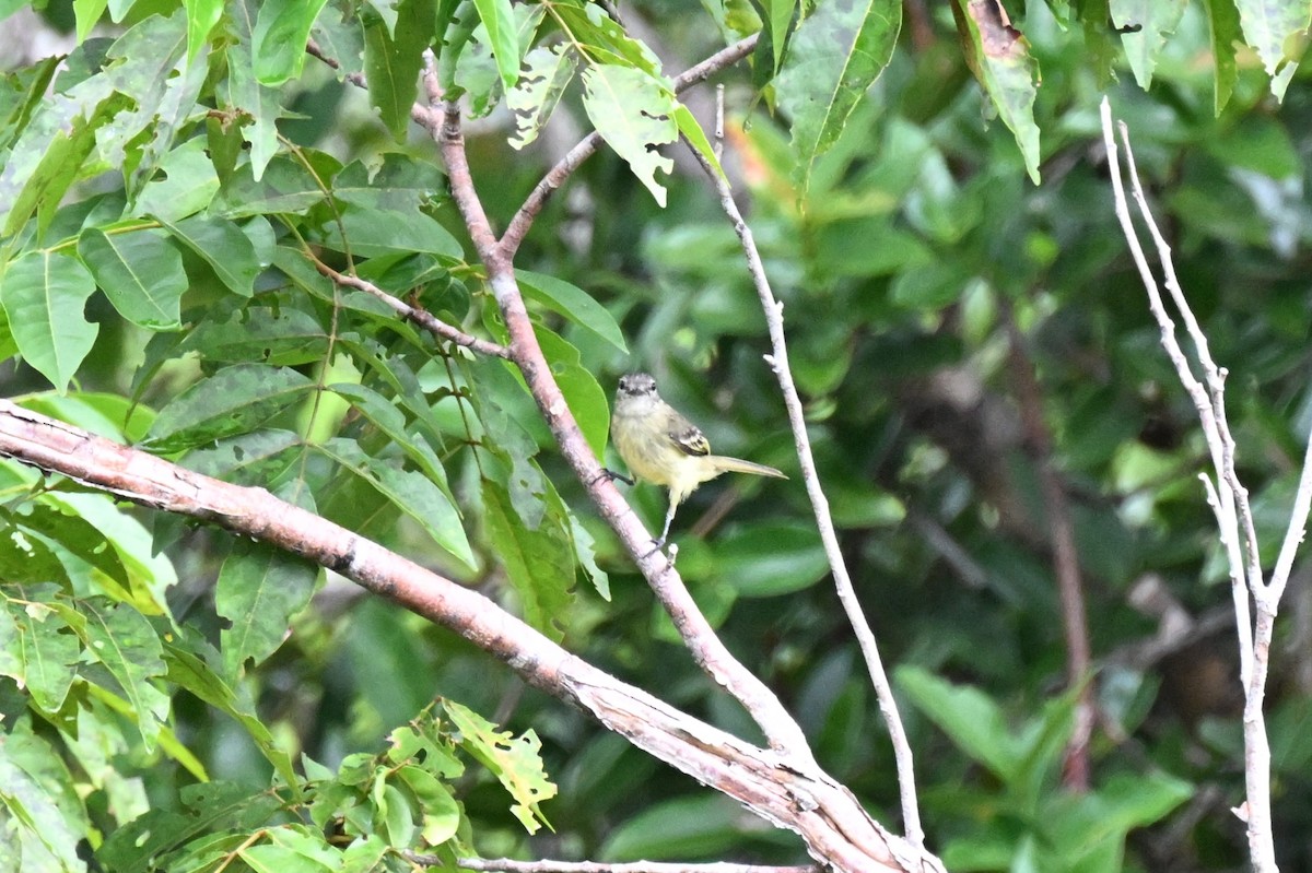 skogelenia - ML646730194